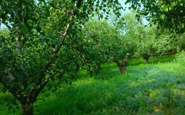 秋天的果园作文400字6篇