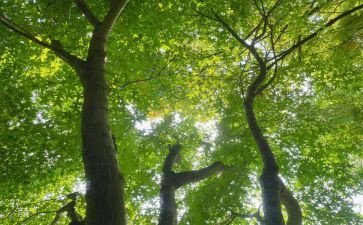 《荷塘月色》的读后感参考6篇