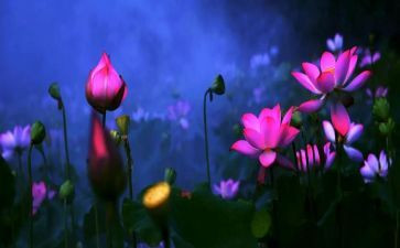 《荷塘月色》的读后感优秀8篇