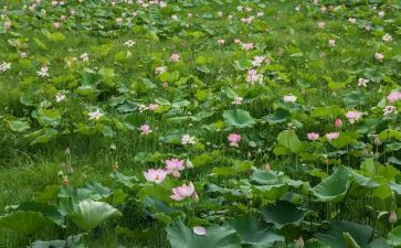 《荷塘月色》的读后感8篇