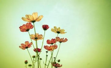 朝花夕拾小引读后感300字7篇
