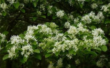 学种花作文400字8篇