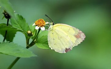 幼儿园中班花蝴蝶教案5篇
