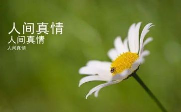 流露真情实感的作文7篇