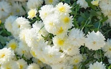 清明节祭奠先烈的演讲稿7篇