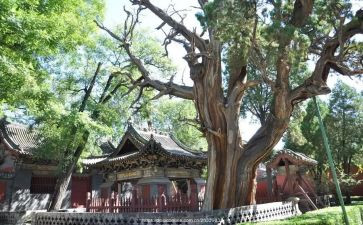 晋祠实践总结精选5篇