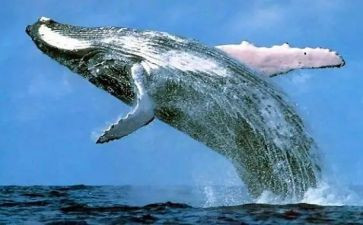 描写鲸的作文400字作文最新5篇