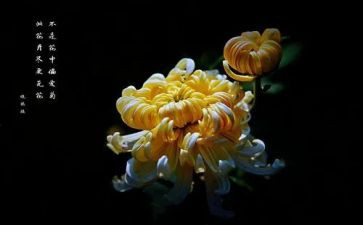 菊花优秀作文5篇