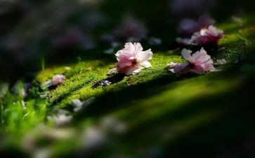 打篮球的苦作文模板8篇