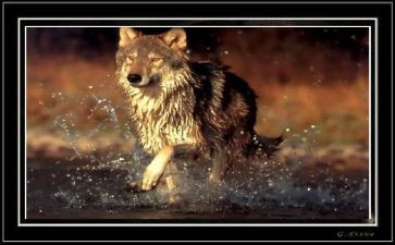 《狼》的读后感600字作文最新8篇