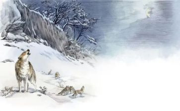 狼王梦的读后感精选8篇