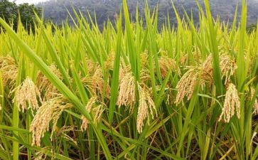 2024粮食安全心得体会最新6篇