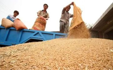 关于粮食的调研报告范文6篇