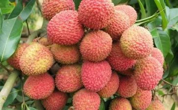 长安的荔枝读后感6篇