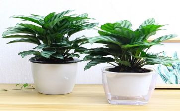 节能环保绿色演讲稿6篇