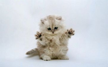 四年级下册猫教学反思精选7篇