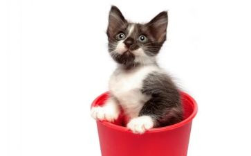 猫的教案及反思8篇