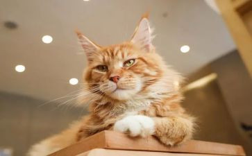 怕老鼠的猫的读后感8篇