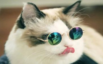 小学生作文小猫300字作文7篇