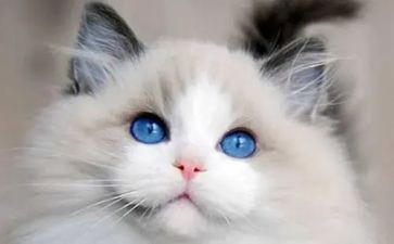 郑振铎《猫》的读后感7篇