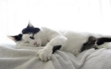 天猫客服年度总结5篇