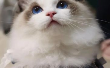 猫和老鼠的游戏作文6篇