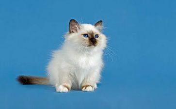 天猫运营月计划7篇