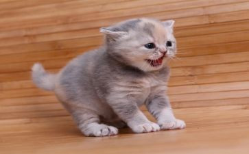 猫的教案教学反思最新6篇