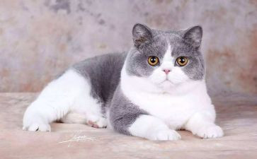 漂来的猫读后感100字精选7篇