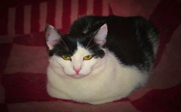 猫与狗的故事读后感优秀5篇