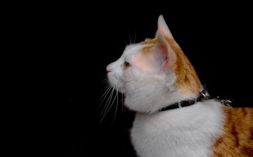 猫的日记读后感8篇