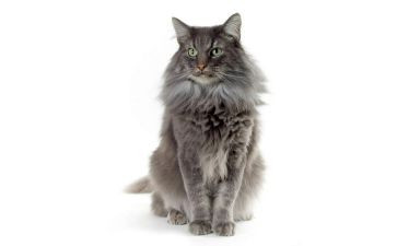 《猫》郑振铎读后感7篇