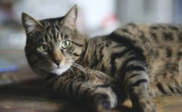 《猫》的读后感600字推荐7篇