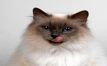 《猫》的读后感600字最新7篇