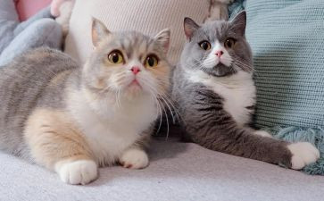 《猫》的读后感600字模板6篇