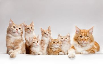 关于大熊猫的作文推荐5篇