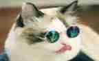 黑猫读后感5篇
