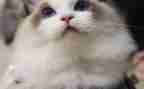 猫和老鼠的游戏作文6篇
