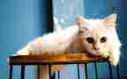 小学语文《猫》教案精选5篇