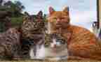 关于大熊猫的作文6篇