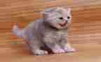 猫的素材,作文参考7篇