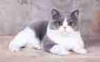 漂来的猫读后感100字精选7篇