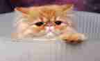 狗猫鼠的读后感600字5篇