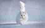 猫的教案教学反思推荐7篇