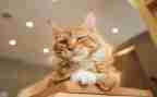 小学语文《猫》教案优质5篇