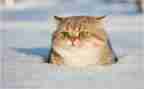 小学生作文写小猫的作文6篇