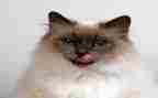 幼儿园画猫的教案7篇