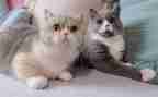 《猫》的读后感600字模板6篇