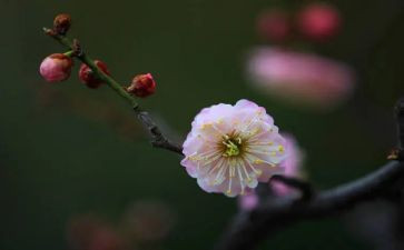 《梅花魂》的读后感6篇