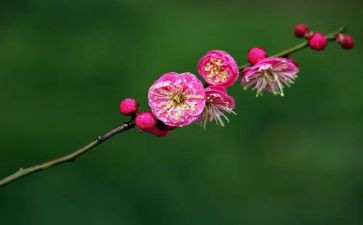 《梅花魂》的读后感优质8篇